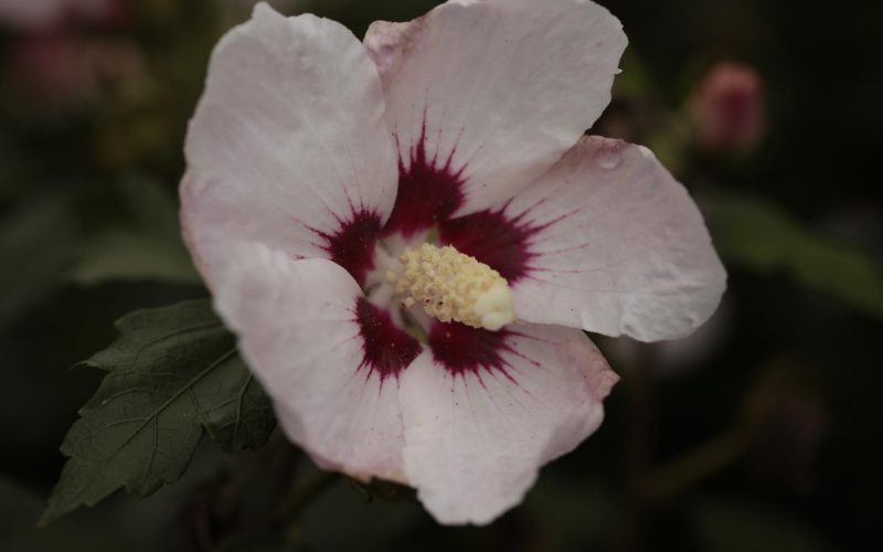 [HSPA40C5] HIBISCUS SYRIACUS 'PASTELLO' (Pot 5 liter, 40-60 cm)