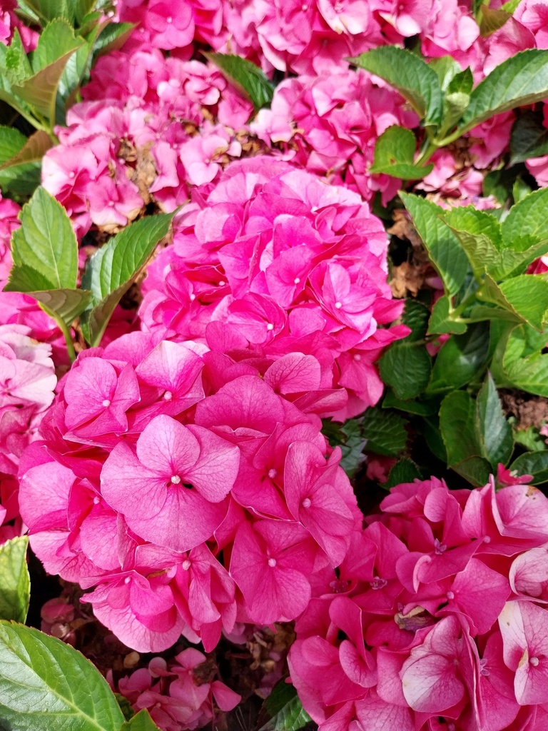 [HMMAS3] HYDRANGEA MACROPHYLLA 'SIBILLA'