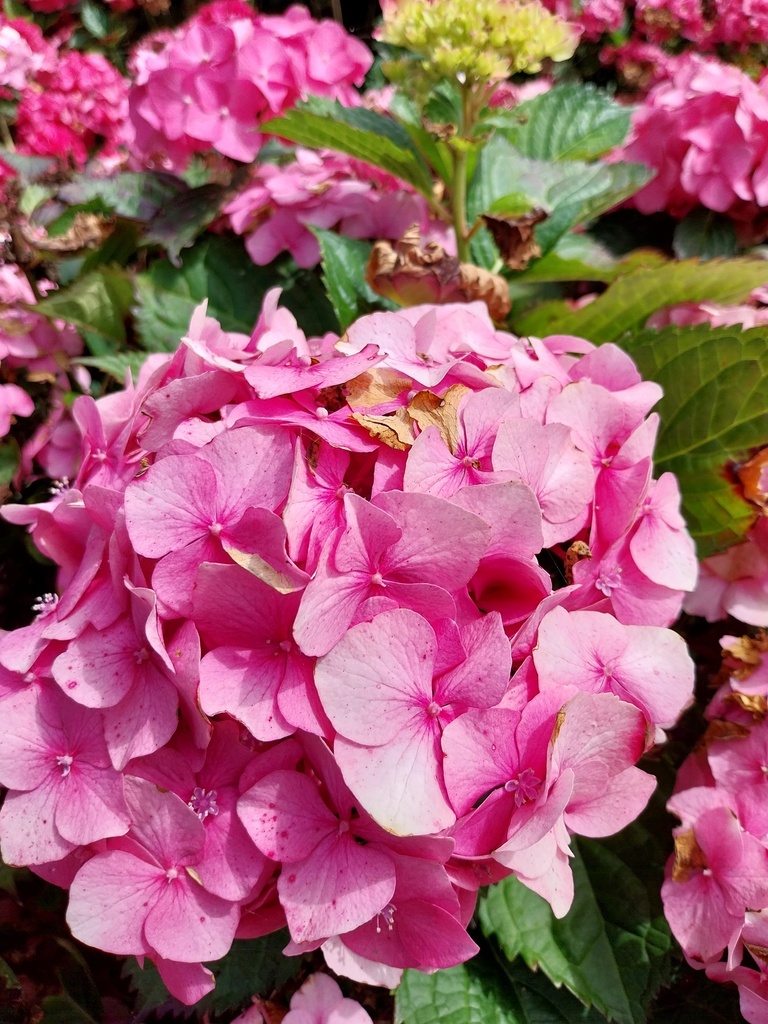 [HMCA3] HYDRANGEA MACROPHYLLA 'CARMEN'