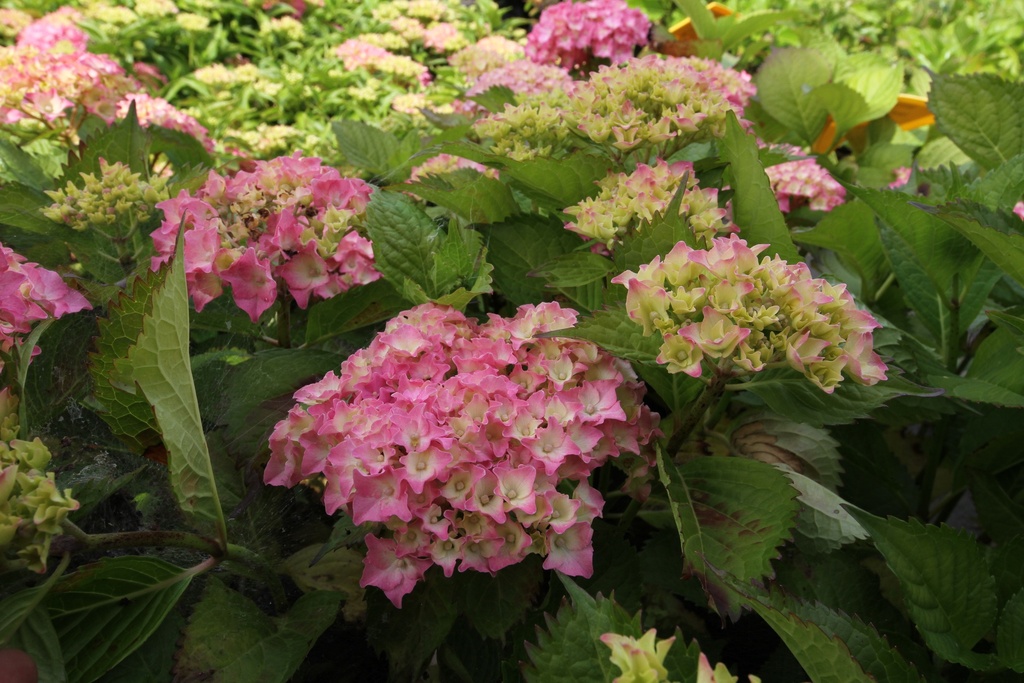 HYDRANGEA MACROPHYLLA 'HAMBURG'