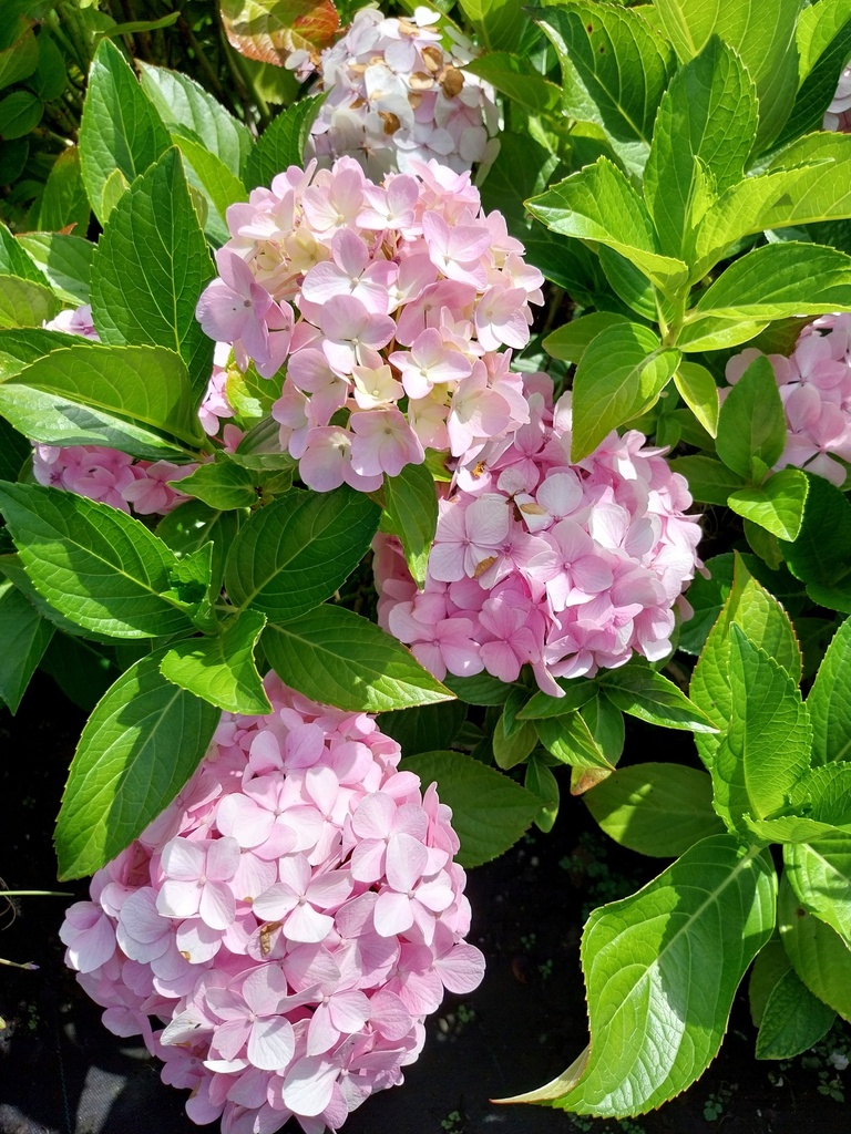 [HMLI3] HYDRANGEA MACROPHYLLA 'LIBELLE'