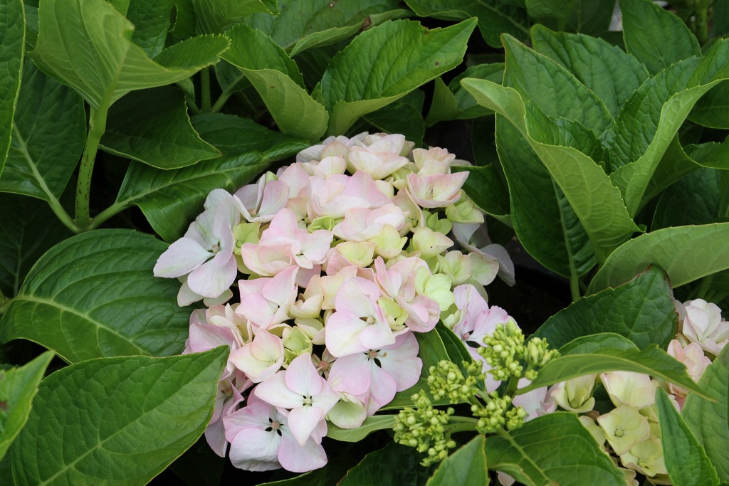 [HMOT25C3] HYDRANGEA MACROPHYLLA 'OTAKSA' (Pot 3 liter, 25-30 cm)