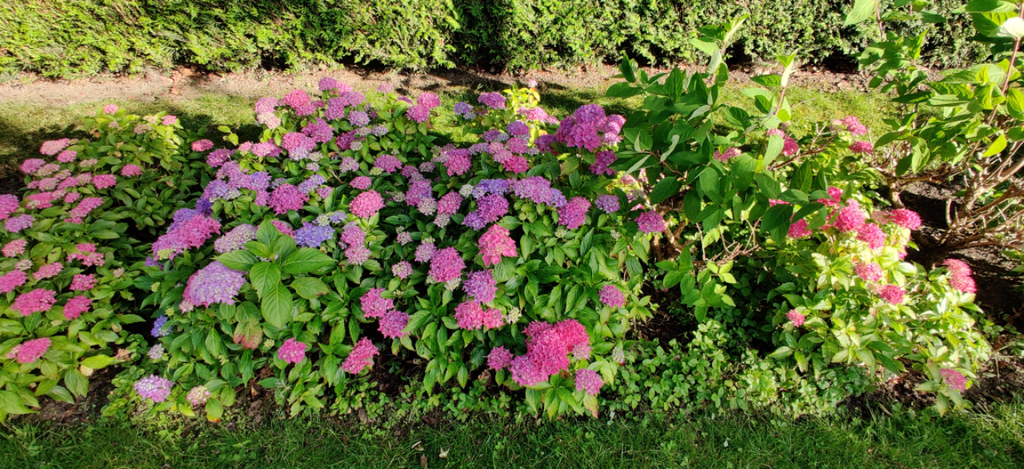 [HMTO3] HYDRANGEA MACROPHYLLA 'TOVELIT'