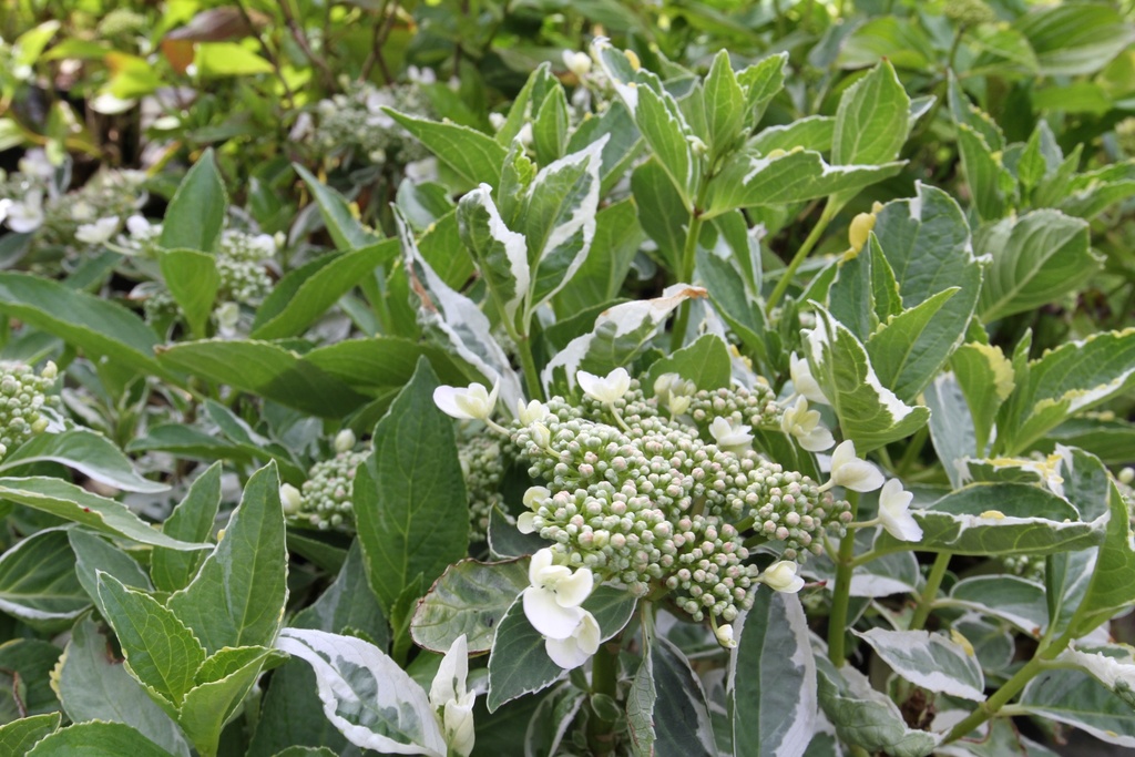 [HMTR3] HYDRANGEA MACROPHYLLA 'TRICOLOR'