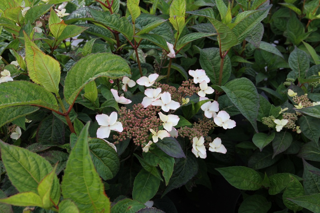 [HSBE3] HYDRANGEA SERRATA 'BENIGAKU'