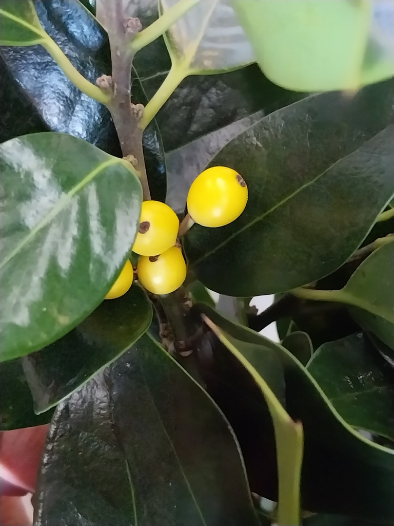 ILEX AQUIFOLIUM 'BACCIFLAVA'