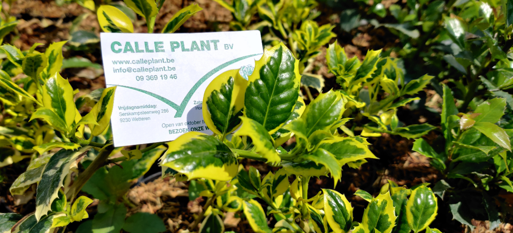ILEX AQUIFOLIUM 'GOLDEN VAN TOL'