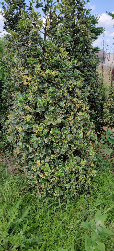 [IARAU60] ILEX AQUIFOLIUM 'RUBRICAULIS AUREA' (60-80 cm)