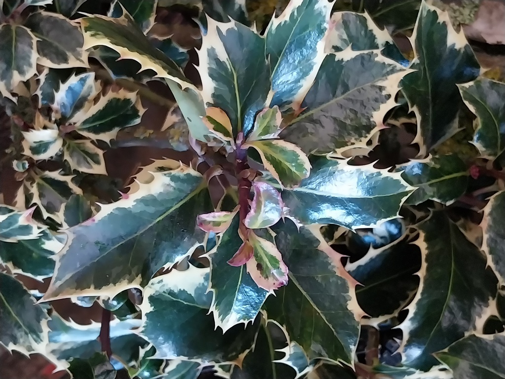 [IASQU60] ILEX AQUIFOLIUM 'SILVER QUEEN' (60-80 cm)