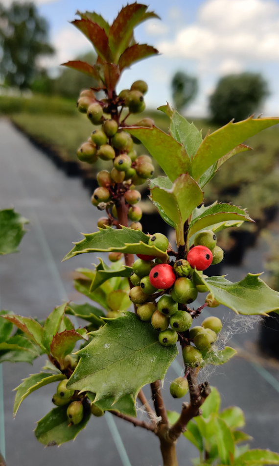 [IMBPRI60] ILEX MESERVEAE 'BLUE PRINCESS' (60-80 cm)