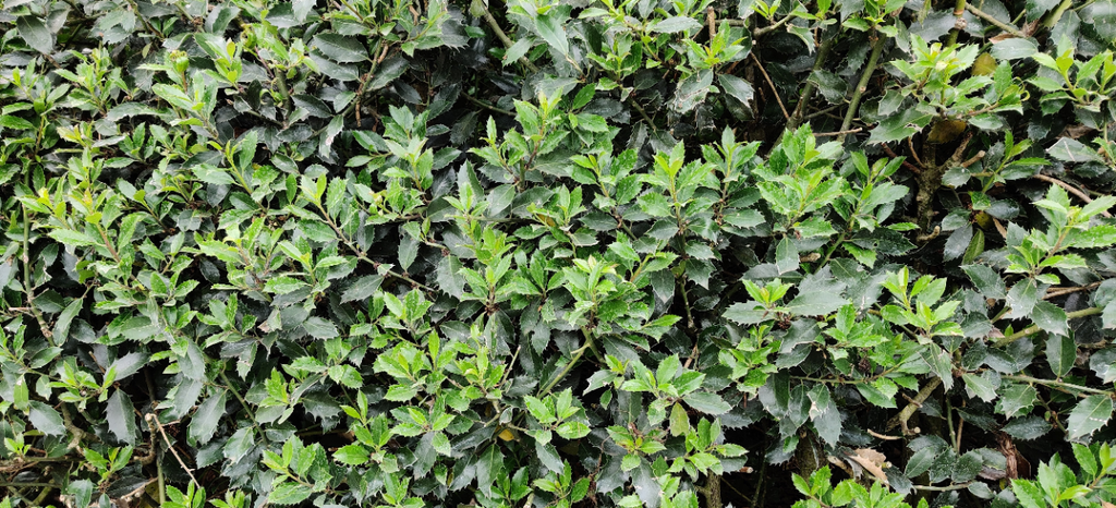 [IMHES60] ILEX MESERVEAE 'HECKENSTAR' (60-80 cm)