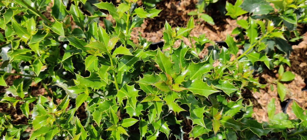 [IMBAN60] ILEX MESERVEAE 'BLUE ANGEL' (60-80 cm)