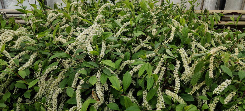 [IVHGA40] ITEA VIRGINICA 'HENRY'S GARNET'