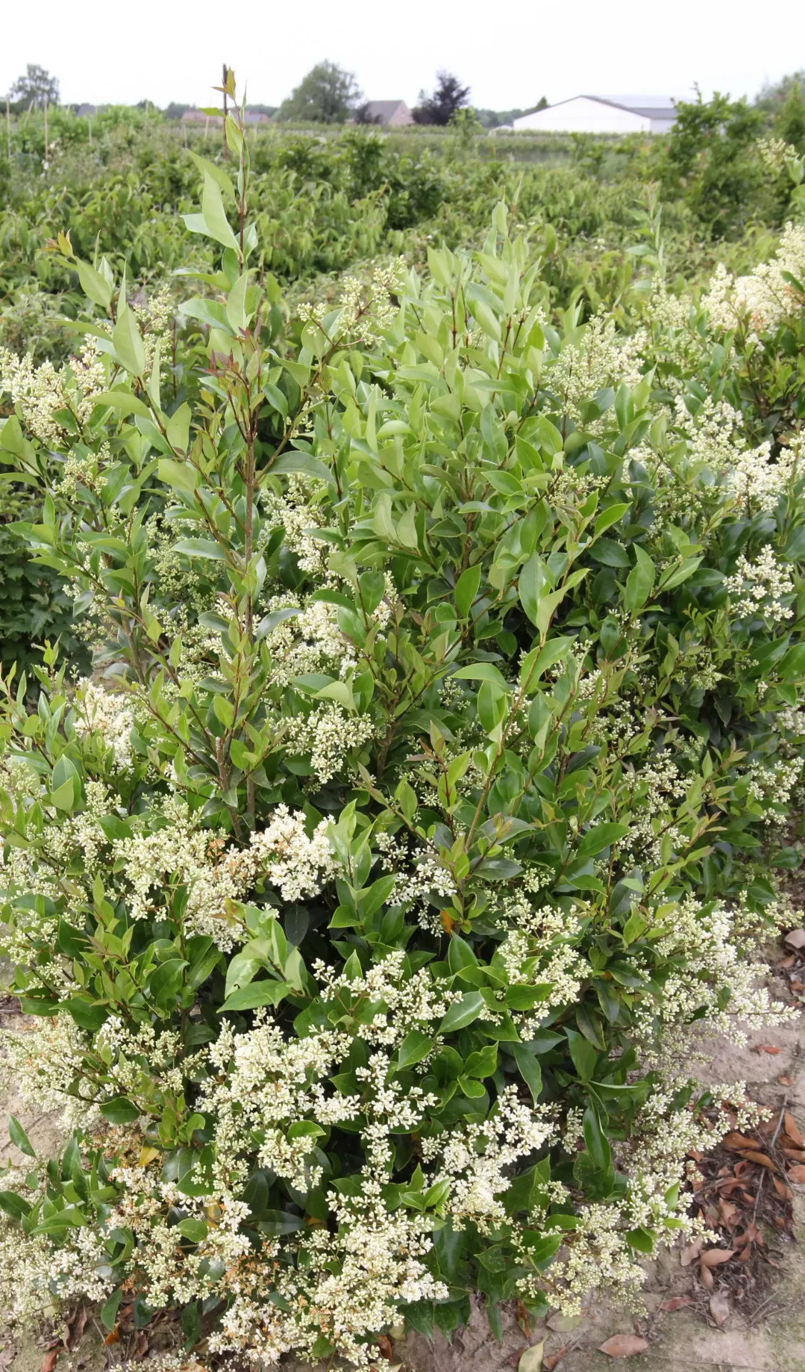 [LJGCE60] LIGUSTRUM JAPONICUM 'GREEN CENTURY'