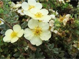 [PFTCR3C] POTENTILLA FRUTICOSA 'TILFORD CREAM'