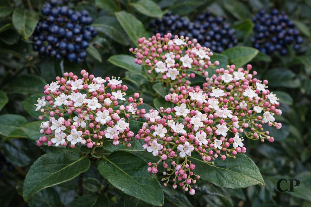 [VTGW40] VIBURNUM TINUS 'GWENLLIAN'