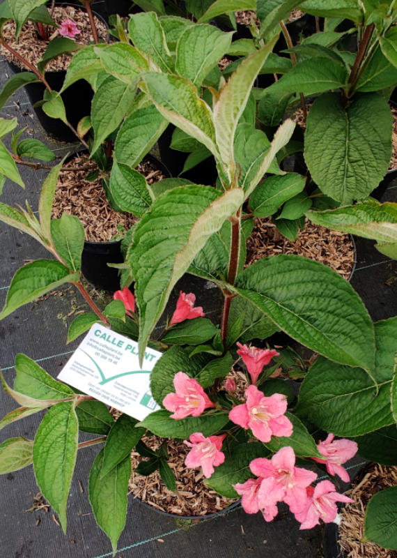 [WACA3] WEIGELA 'ABEL CARRIÈRE'