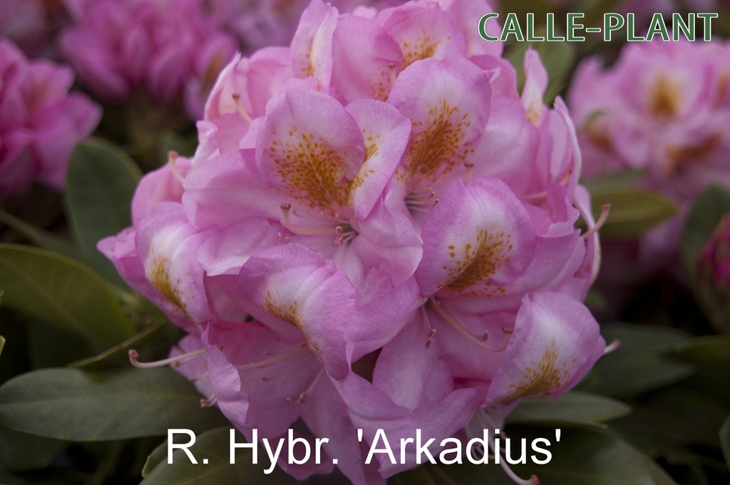 RHODODENDRON 'ARKADIUS' (20-25 cm)