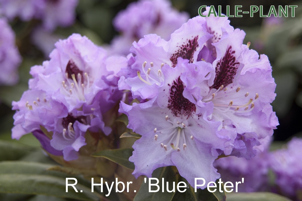 RHODODENDRON 'BLUE PETER' (20-25 cm)
