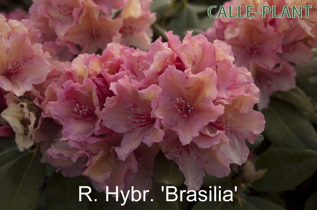 RHODODENDRON (H) 'BRASILIA' (20-25 cm)