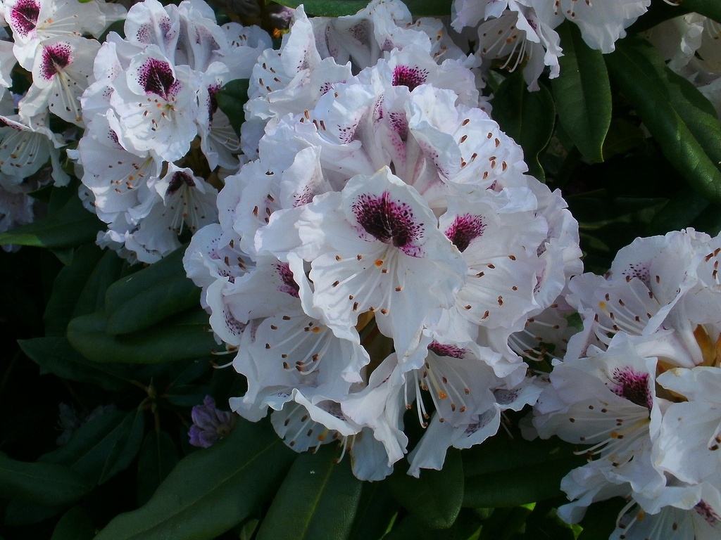 RHODODENDRON 'CALSAP' (20-25 cm)