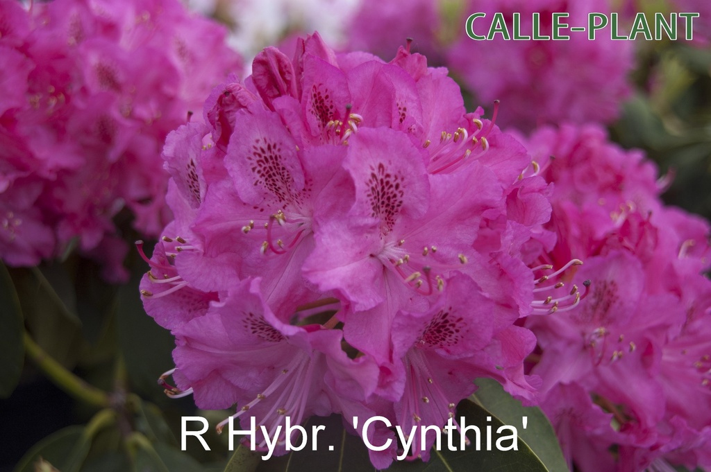RHODODENDRON 'CYNTHIA' (20-25 CM)