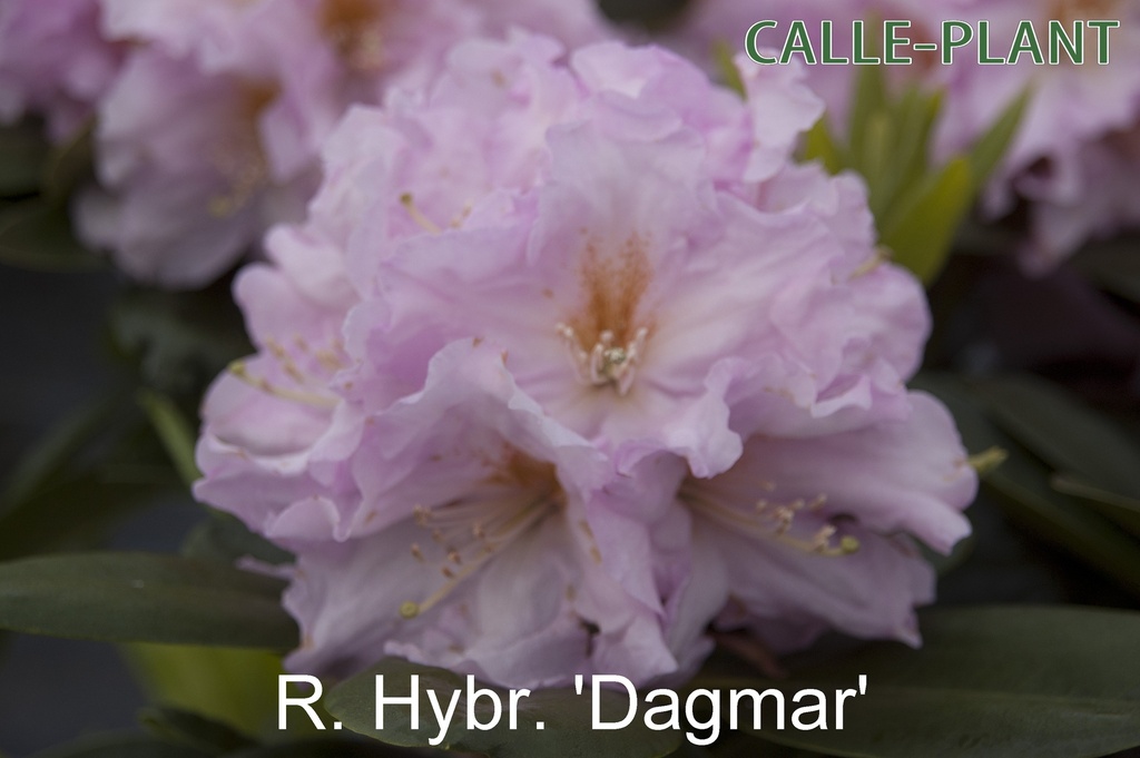 RHODODENDRON 'DAGMAR' (20-25 CM)