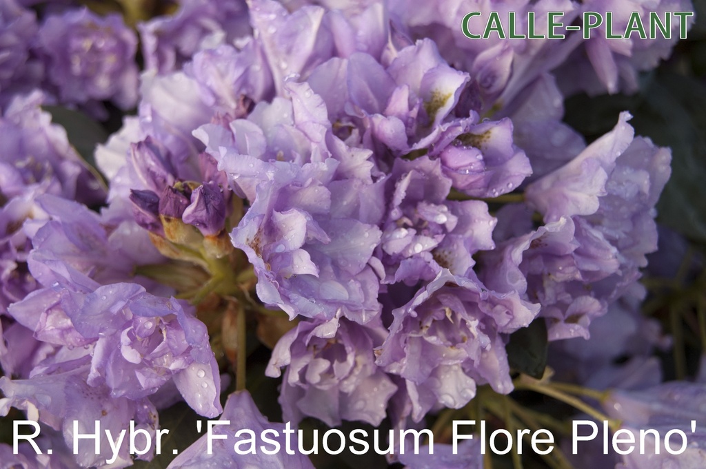 RHODODENDRON 'FASTUOSUM PLENUM' (20-25 cm)