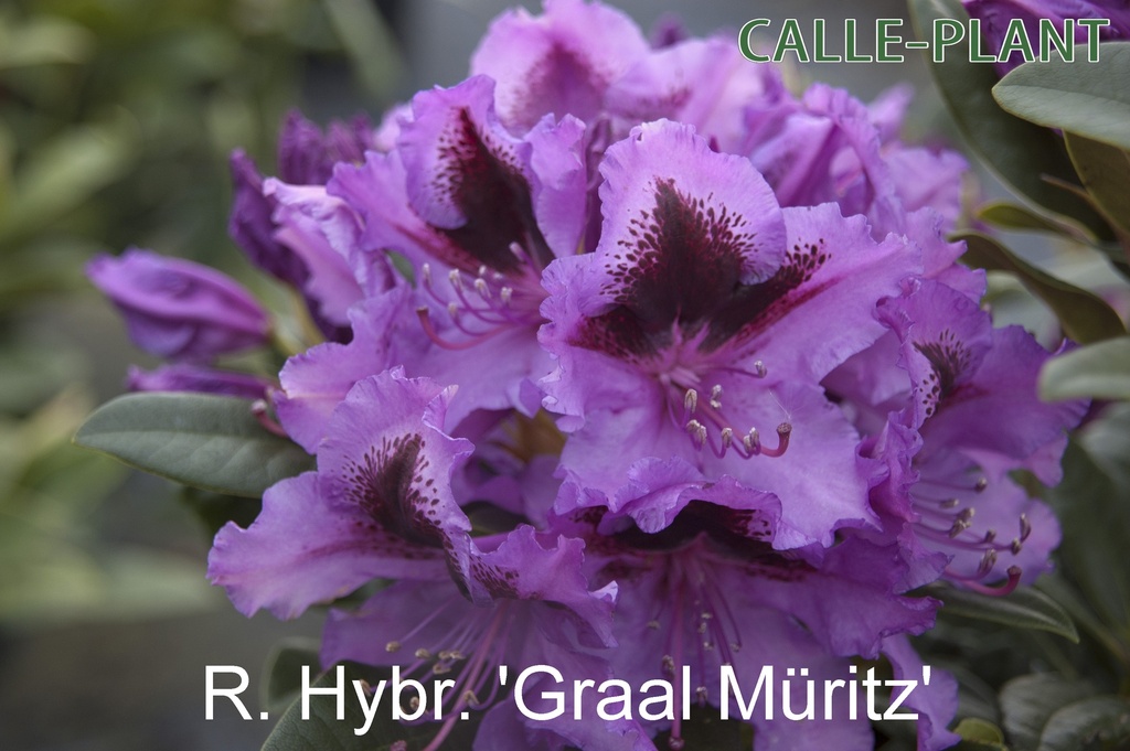 RHODODENDRON 'GRAAL MAURITZ' (20-25 CM)