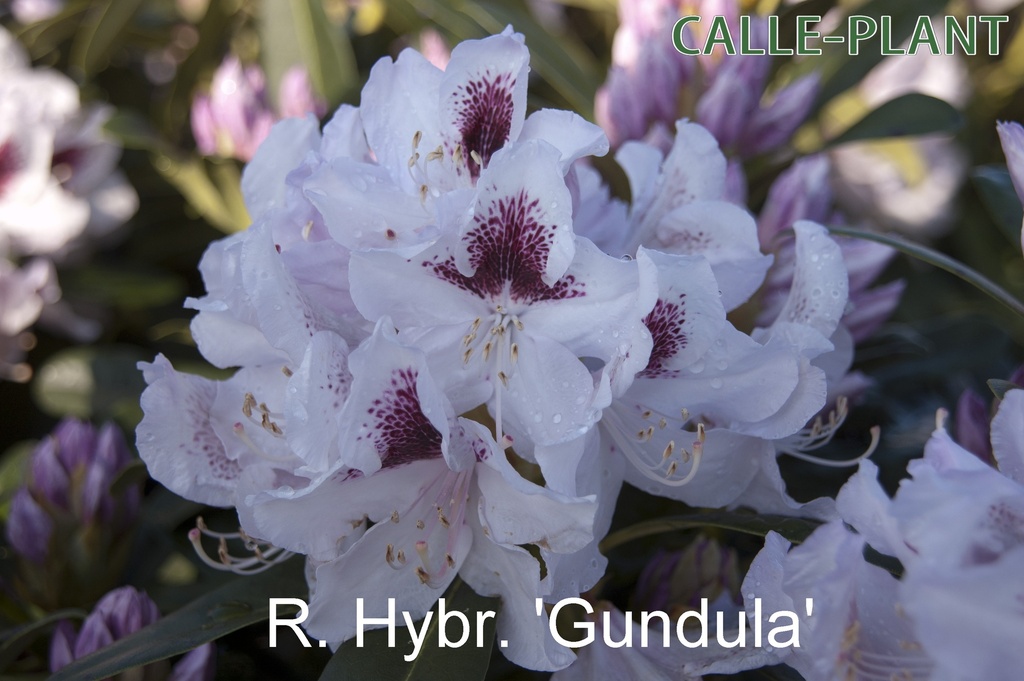 RHODODENDRON 'GUNDULA' (20-25 CM)