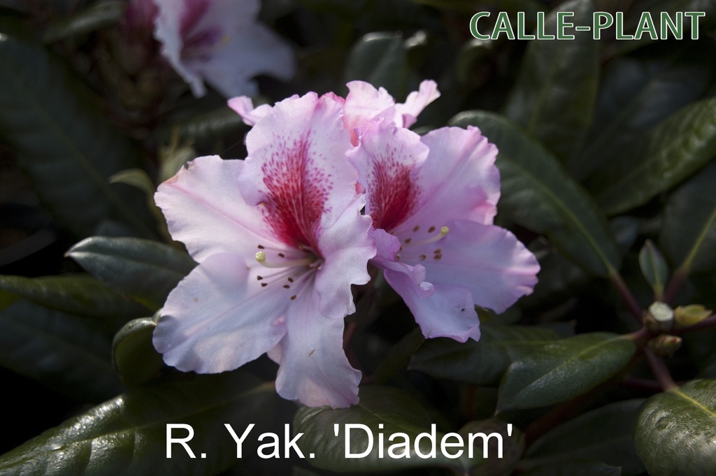 RHODODENDRON 'DIADEM' (20-25 CM)