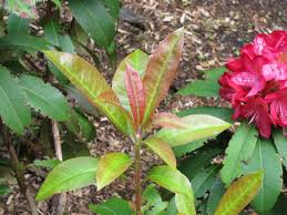 RHODODENDRON 'JUNIFEUER' (20-25 cm)
