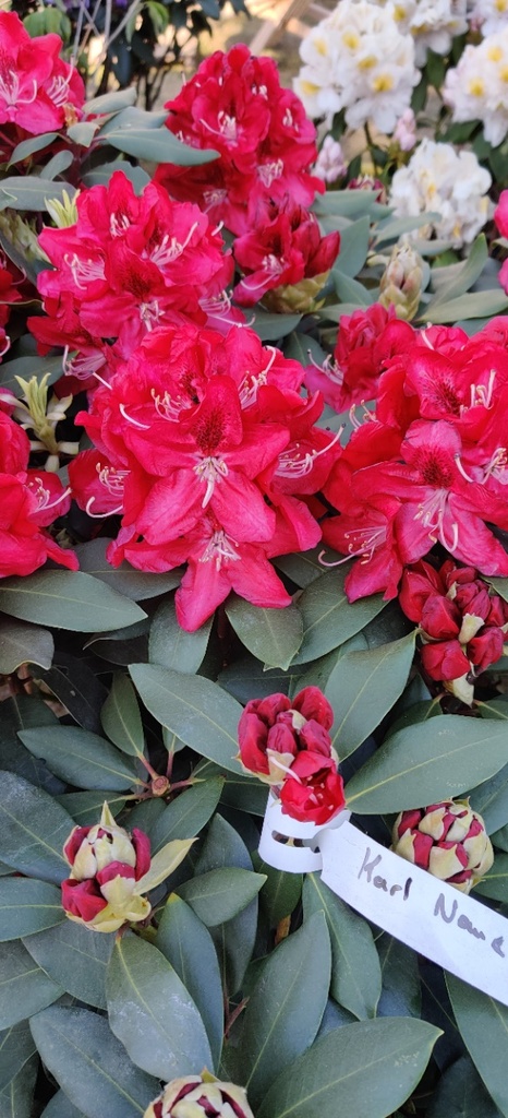 RHODODENDRON 'KARL NAUE' (20-25 CM)