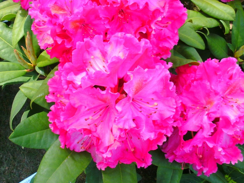 RHODODENDRON 'KIRSTEN BEGEER' (20-25 cm)