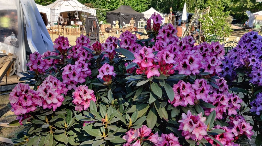 RHODODENDRON 'KOKARDIA' (20-25 cm)