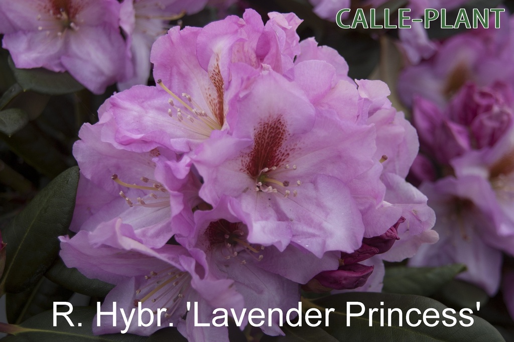 RHODODENDRON 'LAVENDER PRINCESS' (20-25 cm)