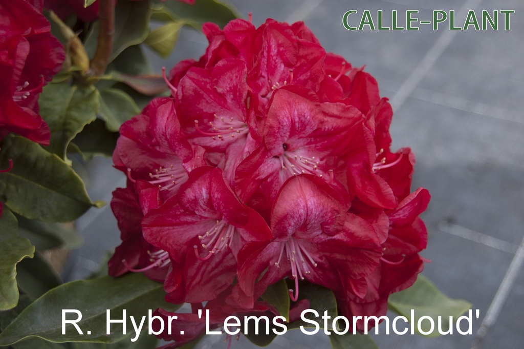 RHODODENDRON 'LEM'S STORMCLOUD' (20-25 CM)