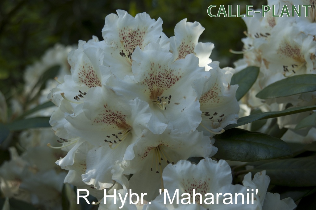 RHODODENDRON 'MAHARANI' (20-25 CM)