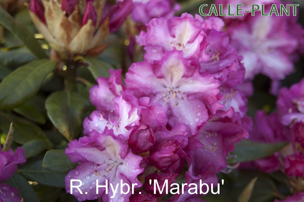 RHODODENDRON 'MARABU' (20-25 cm)