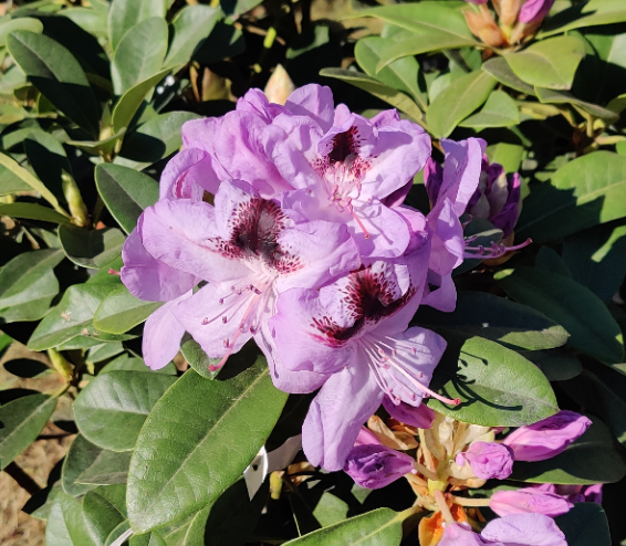 RHODODENDRON 'METALICA' (20-25 CM)