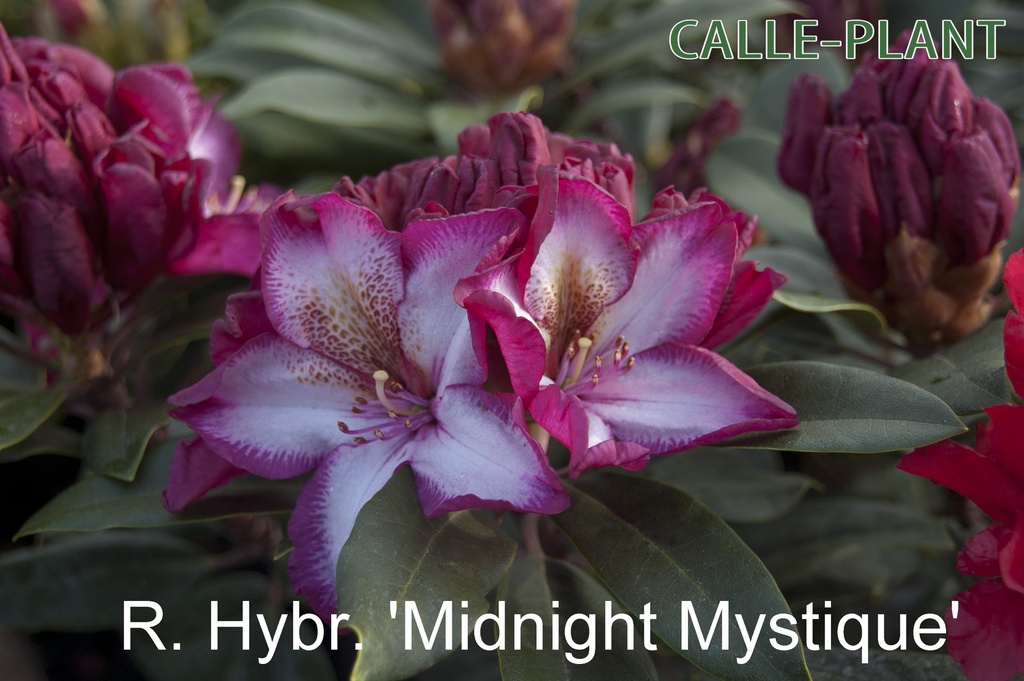 RHODODENDRON 'MIDNIGHT MYSTIQUE' (20-25 CM)