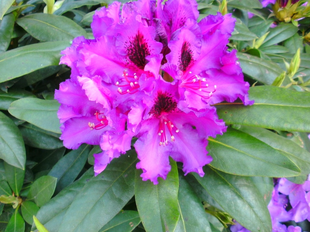 RHODODENDRON 'MOGAMBO' (20-25 cm)