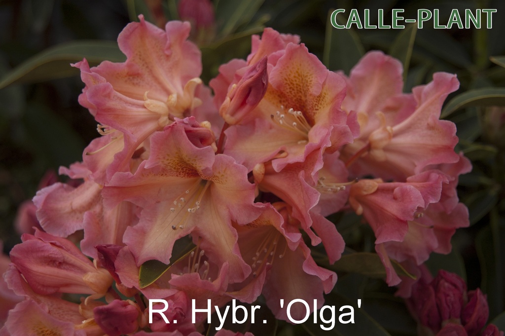 RHODODENDRON 'OLGA' (20-25 cm)