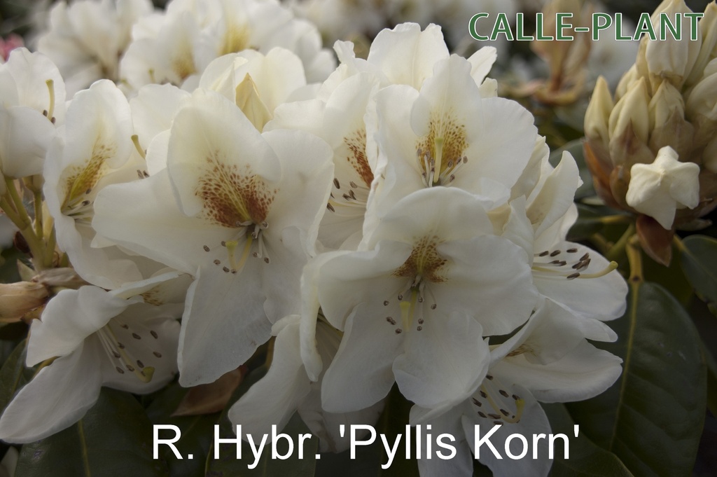 RHODODENDRON 'PHYLLIS KORN' (20-25 cm)