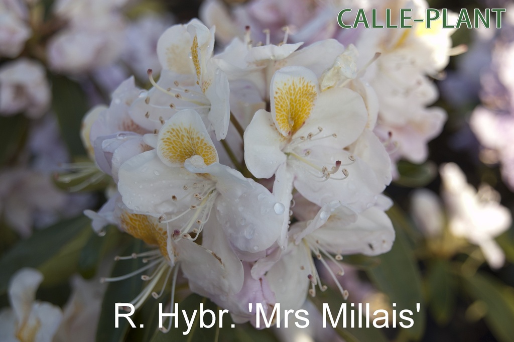 RHODODENDRON (P) 'MRS J.G. MILLAIS' (20-25 CM)