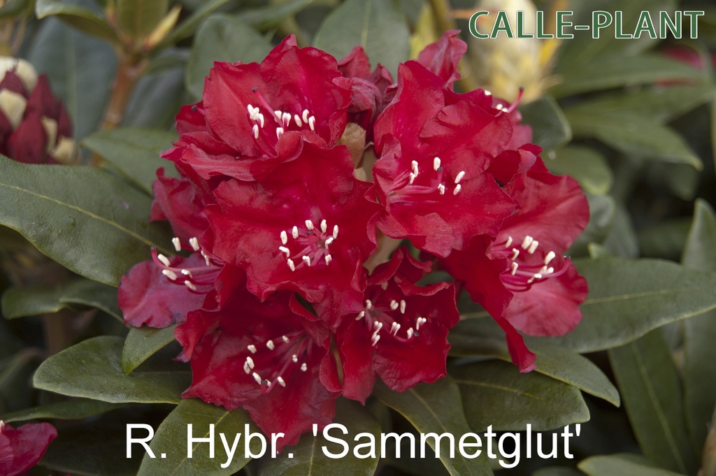RHODODENDRON 'SAMMETGLUT' (20-25 cm)