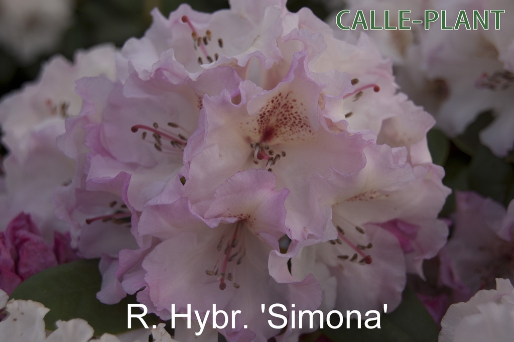 RHODODENDRON 'SIMONA' (20-25 CM)