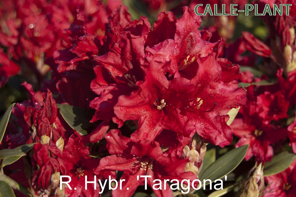 RHODODENDRON 'TARAGONA' (20-25 CM)