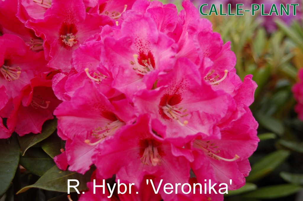 RHODODENDRON 'VERONIKA' (20-25 cm)