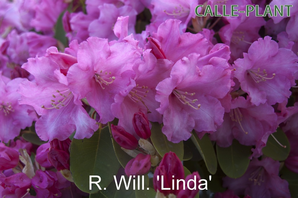 RHODODENDRON (W) 'LINDA' (20-25 cm)
